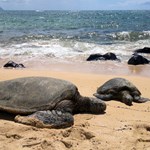 Turtles on the beach, Mokulua,Hawaii