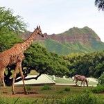 Giraffe and Zebra at Zoo