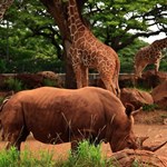 Giraffe and Rhino at  zoo