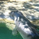 Monk seal at Waikiki Aquarium