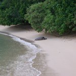 Turtles in Kawela Bay