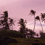 Makapu'u palms at the shore