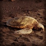 Sea Turtle at Punalu'u Black Sand Beach 