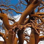 branches of wiliwili tree