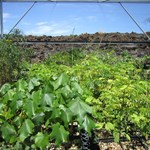 Seedlings of Hawaiian native plants at the nursery