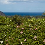View over the blooming Plumeria Trees toward the ocean, from Koko Head Botanical Gardens