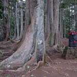 Sacret Forest near Kauai's Hindu Monastery, Kaua'i