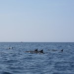 Dolphins in Kealakekua Bay, Hawaii