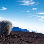 Silversword Plant on Volcano Mountain Side