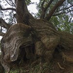 pali lookout tree trunk 