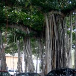 Strange trees at Iolani Palace