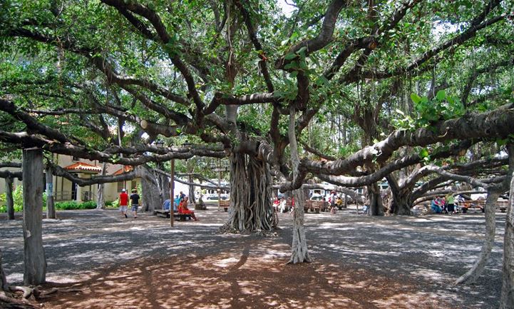 lahaina banyan tree age