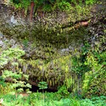 Views of the Fern Grotto at the Wailua State Park