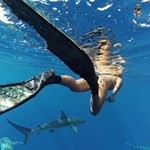 Photo of One Ocean Diving - Haleiwa, HI, United States