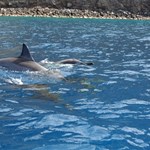 Kealakekua Dolphins, Hawaii
