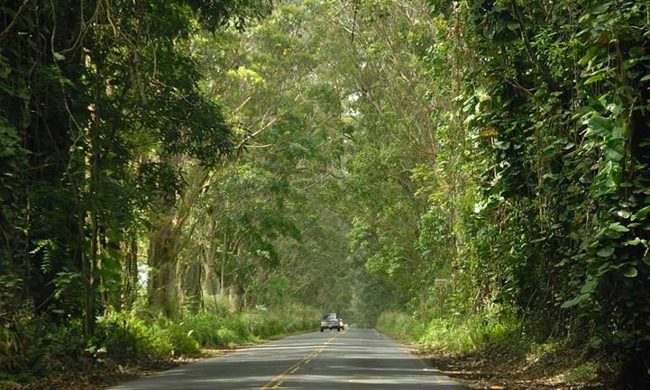 Tree Tunnel Road Koloa Kauai Hawaii