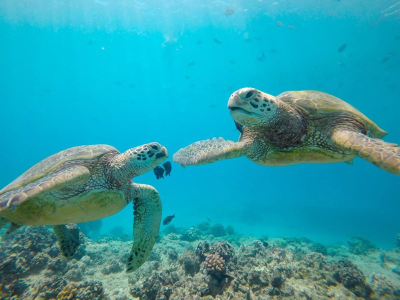 Turtle Canyon Snorkeling Lunch Sail Honolulu Oahu Hawaii