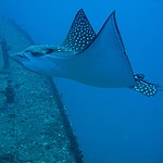 Spotted eagle ray. 