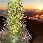 Silversword Plant at Sunset