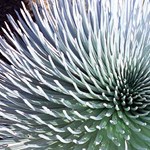 Silversword Plant Close Up
