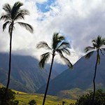 Maui Mountain Side and Palm Trees